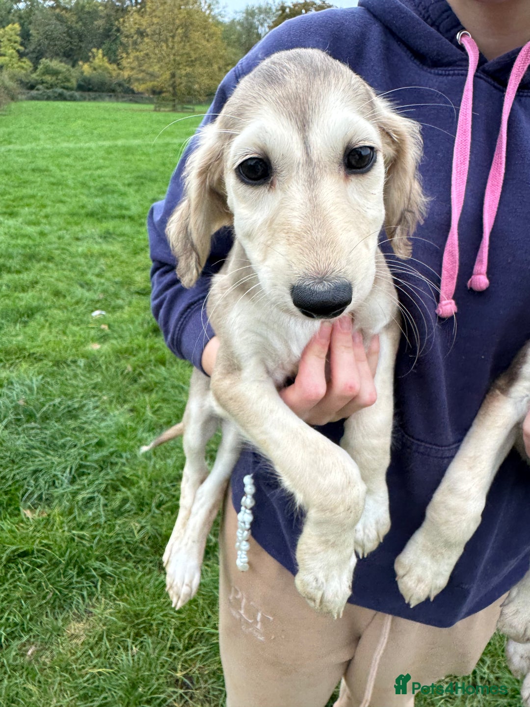 Saluki dogs for sale: Lovely Saluki Puppies - Advert 10