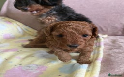 Jackapoo dogs for sale: Adorable (85% Toy Poodle) Jackapoo pups  - Image 16