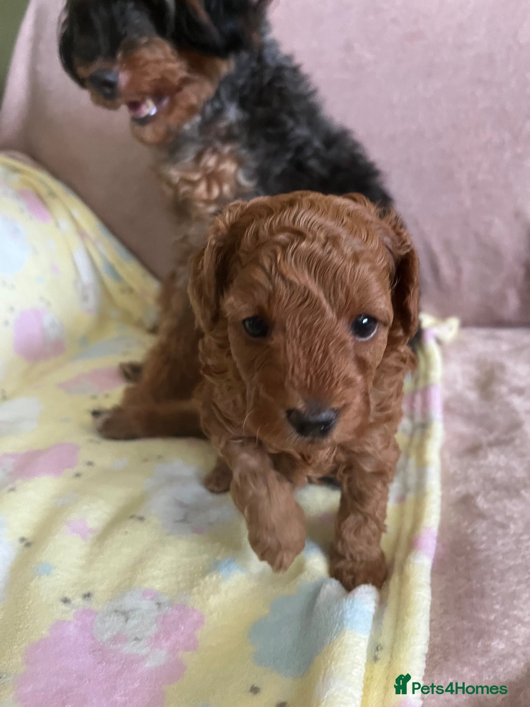 Jackapoo dogs for sale: Adorable (85% Toy Poodle) Jackapoo pups  - Image 16