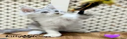 Maine Coon cats for sale: 🐾💠 *TICA REG* SILVER MAINE COON KITTENS 💠🐾 - Advert 3