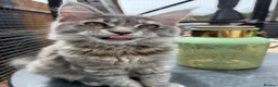 Maine Coon cats for sale: Last TICA registered girl Maine Coon - Advert 3