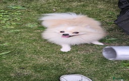 Pomeranian dogs for sale: Pomeranian for sale - Image 2