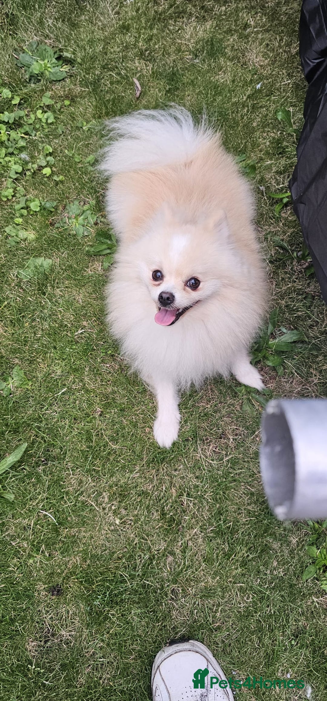 Pomeranian dogs for sale: Pomeranian for sale - Image 2