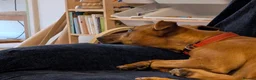 Mixed Breed dogs for sale: Lovely Luka the Lurcher - Advert 2