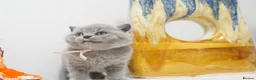 British Shorthair cats for sale: ✨ CIAOKITTY — BLUE BRITISH SHORTHAIR KITTENS ✨ in Widnes - Advert 12