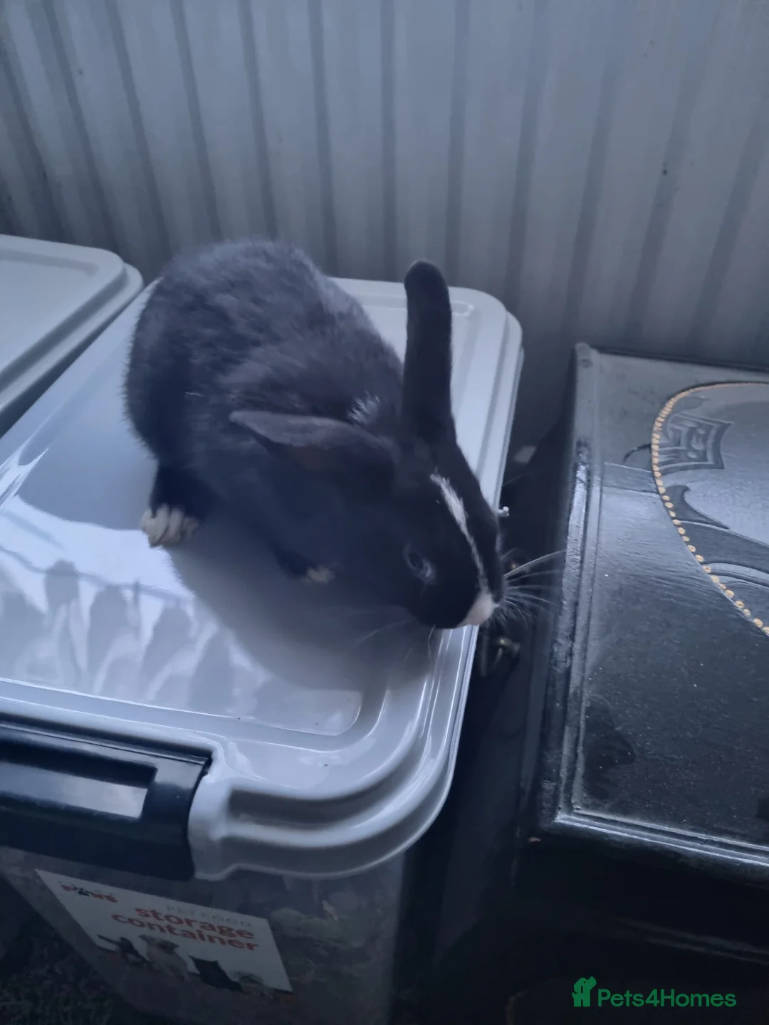 Mini Lop rabbits for sale: Mini lop - Advert 2