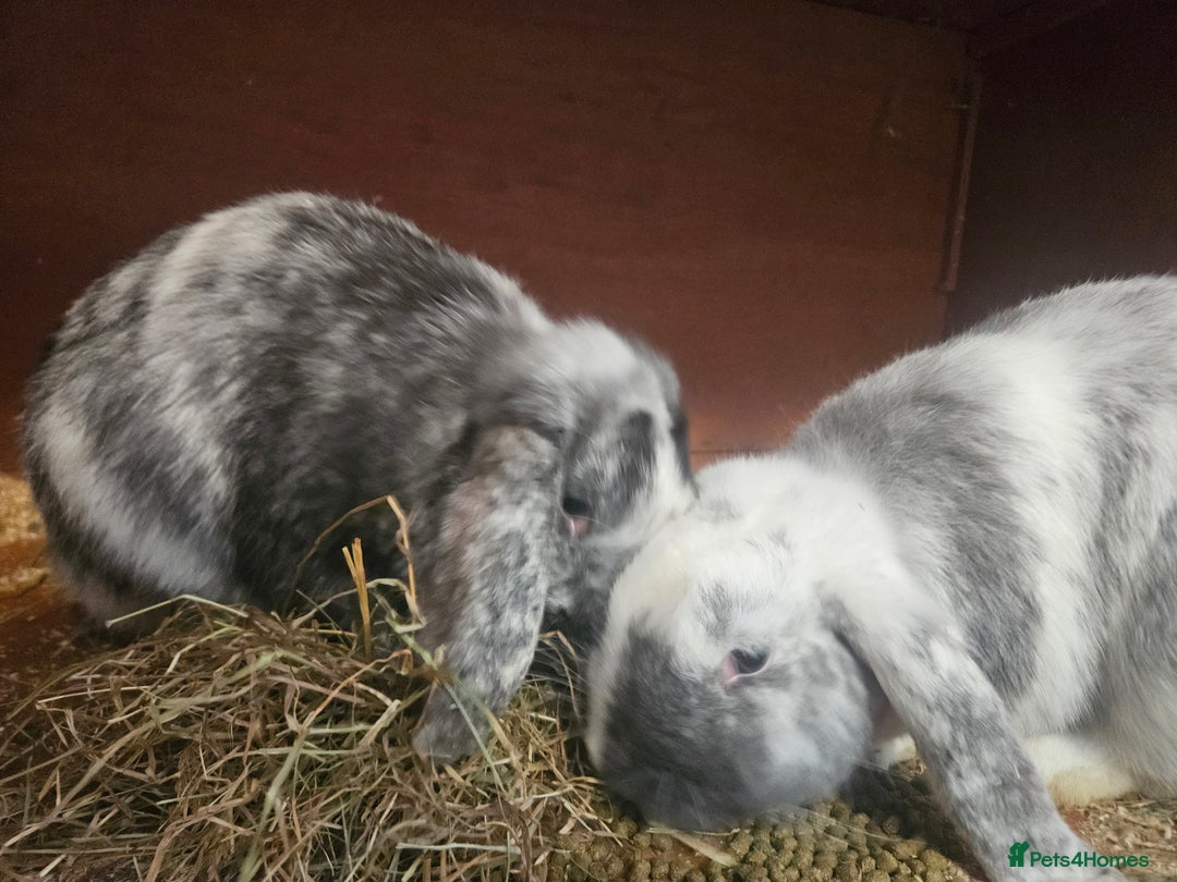 Mixed Breed rabbits for sale: 2 female rabbits - Advert 2