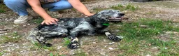 English Setter dogs for adoption: Laya  in Alfreton - Advert 6