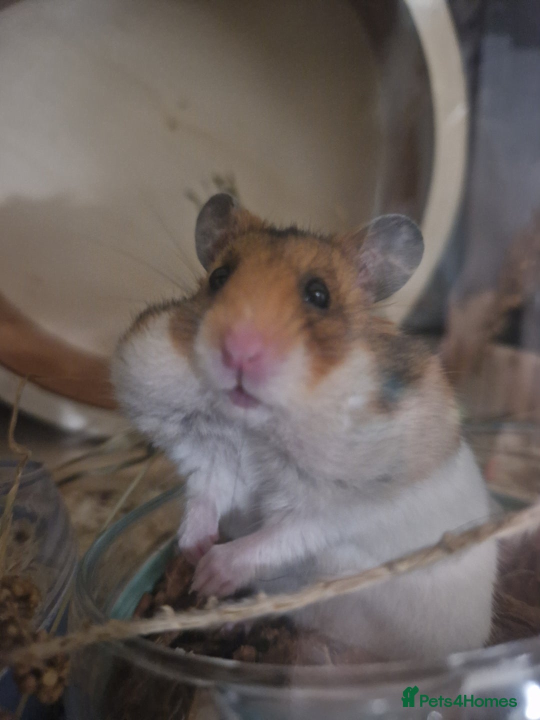 Hamster rodents for sale: Very friendly teddy bear hammy - Advert 6