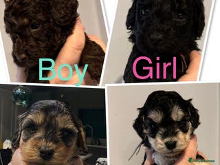 Cockapoo dogs Cockapoo - Advert 10