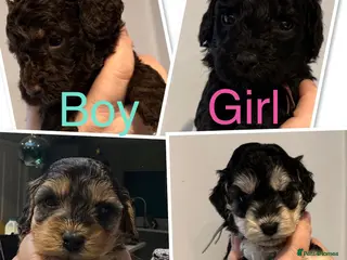 Cockapoo dogs Cockapoo - Advert 17