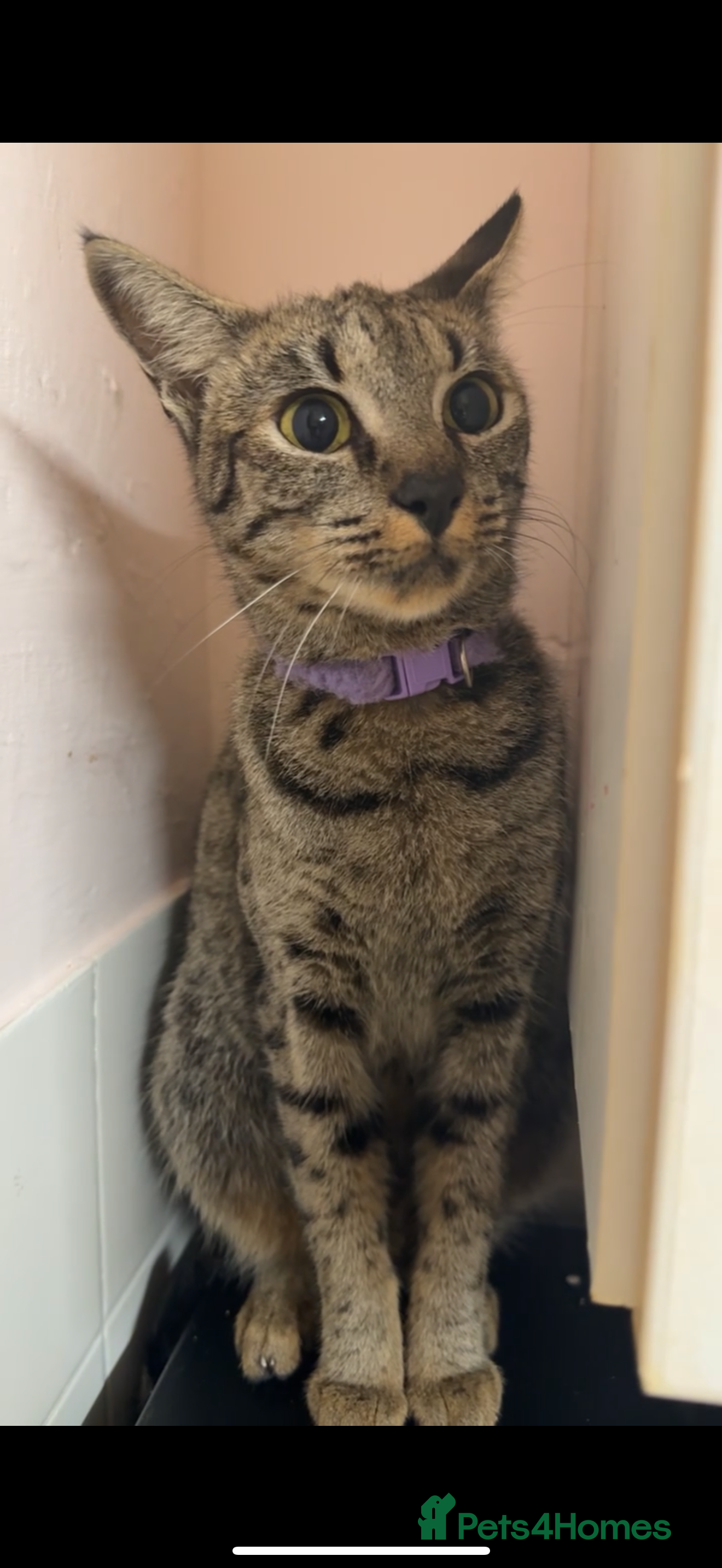 Savannah cats F3 Savannah Female  - Advert 3