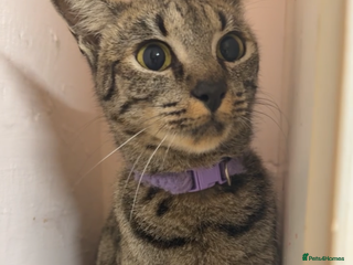 Savannah cats F3 Savannah Female - Advert 1