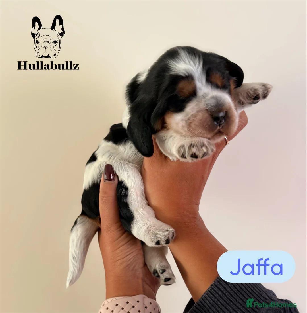 Cocker Spaniel dogs for sale: Health tested Cocker Spaniels - Advert 7