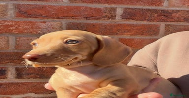 Miniature Dachshund dogs - Advert 1