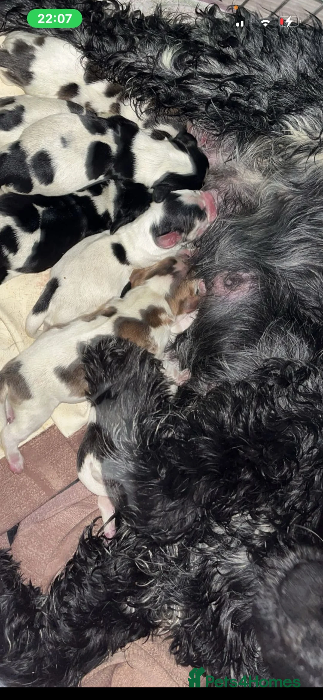Cocker Spaniel dogs for sale: Show Cocker spaniel Puppy  - Advert 2