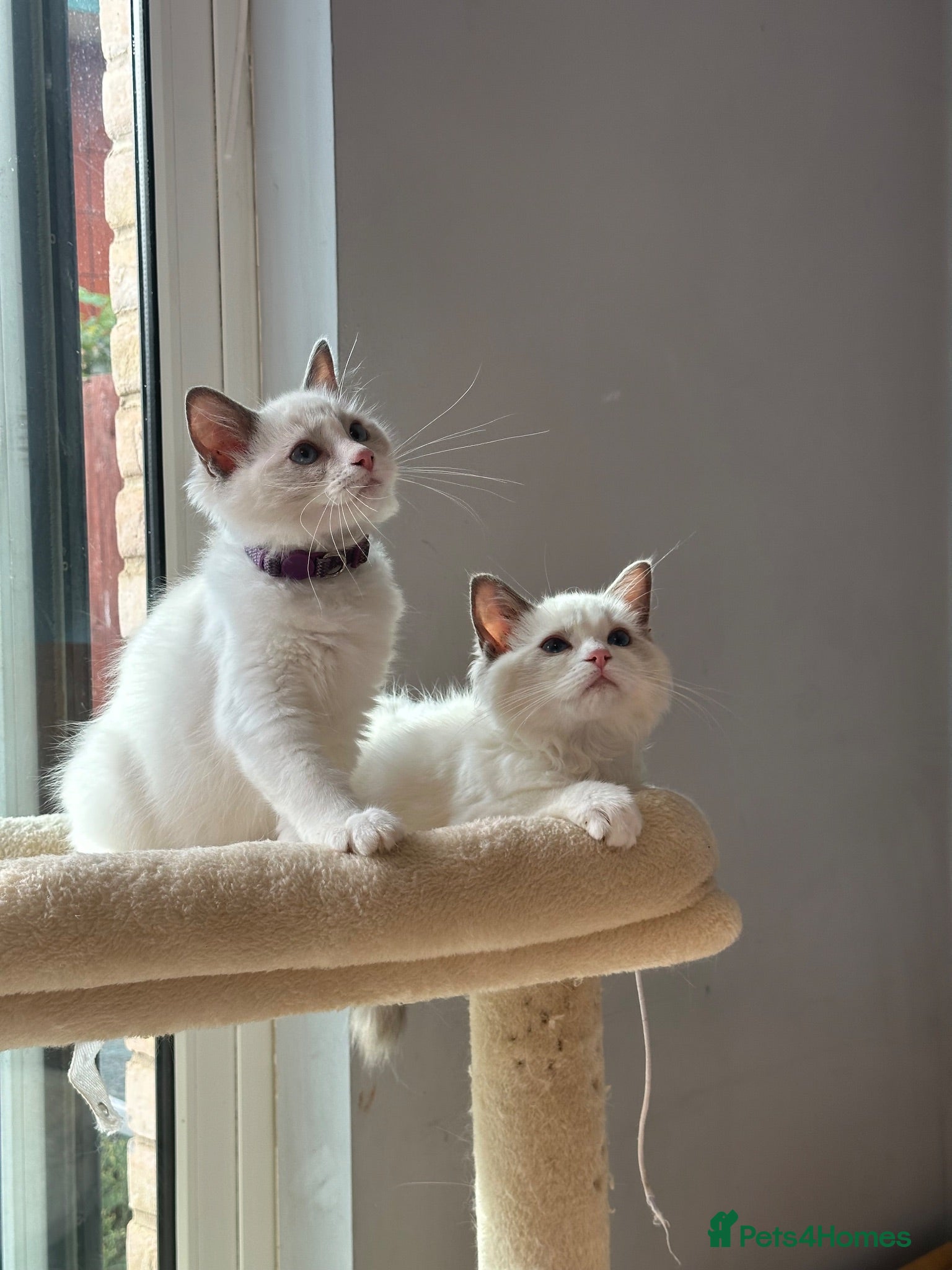 Ragdoll cats  TICA Quality Beautiful ragdoll kittens 😻🌟 - Advert 6