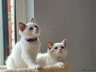 Ragdoll cats TICA Quality Beautiful ragdoll kittens 😻🌟 - Advert 6