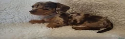 Miniature Dachshund dogs for sale: Stunning Mini Dachshund Puppies in Lincoln - Advert 2