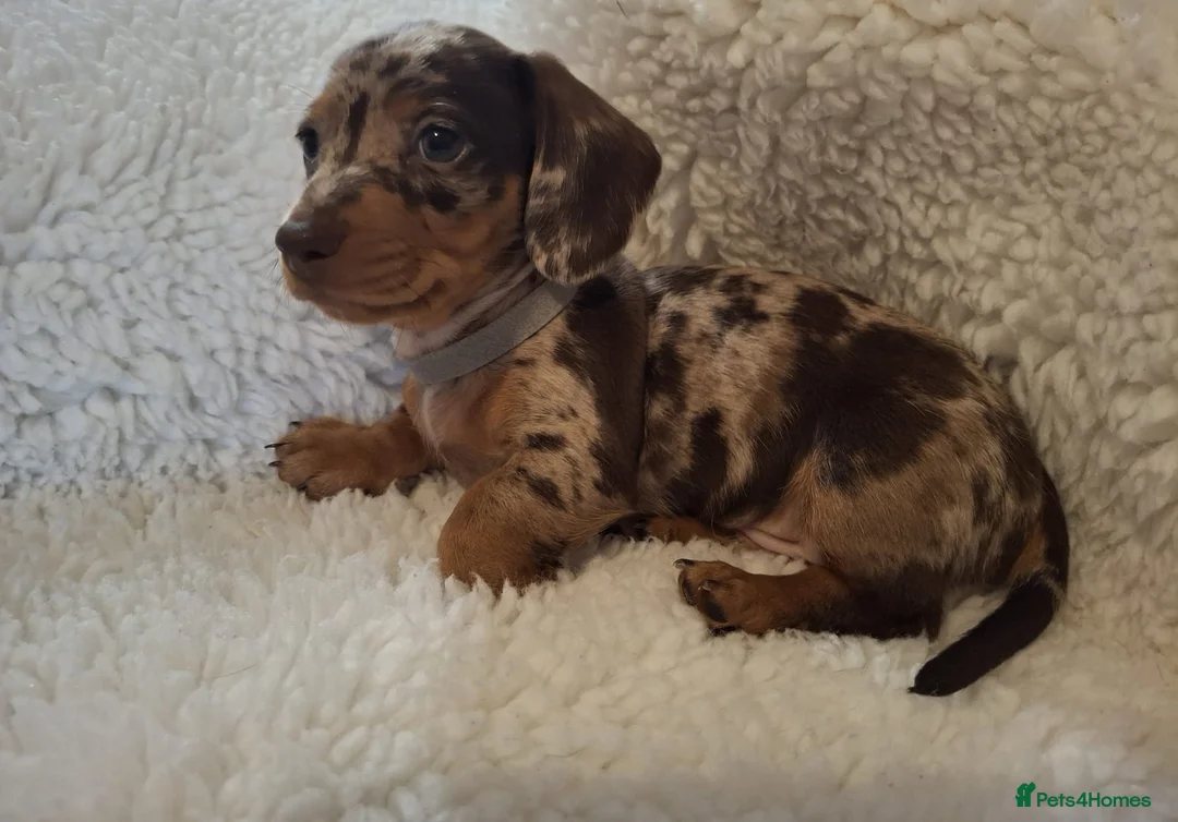 Miniature Dachshund dogs for sale: Stunning Mini Dachshund Puppies in Lincoln - Advert 2