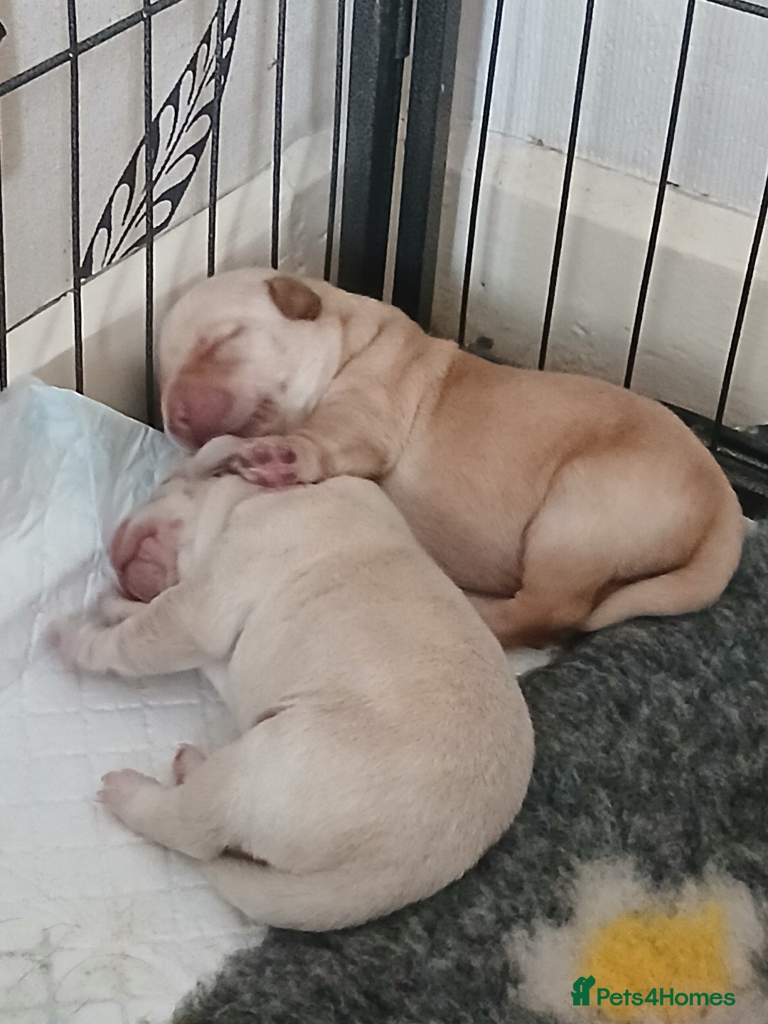Labrador Retriever dogs for sale: 5 beautiful labrador puppies - Image 10