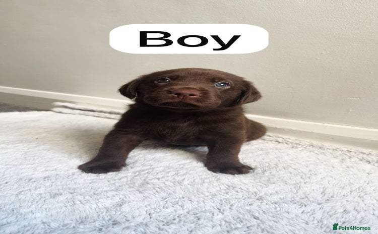 Labrador Retriever dogs - Advert 8