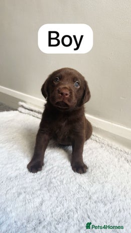 Labrador Retriever dogs - Advert 8