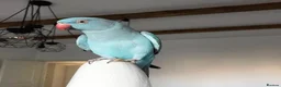 Parrots birds for sale: Baby blue ring neck tamed talking parrot  in Redditch - Advert 1