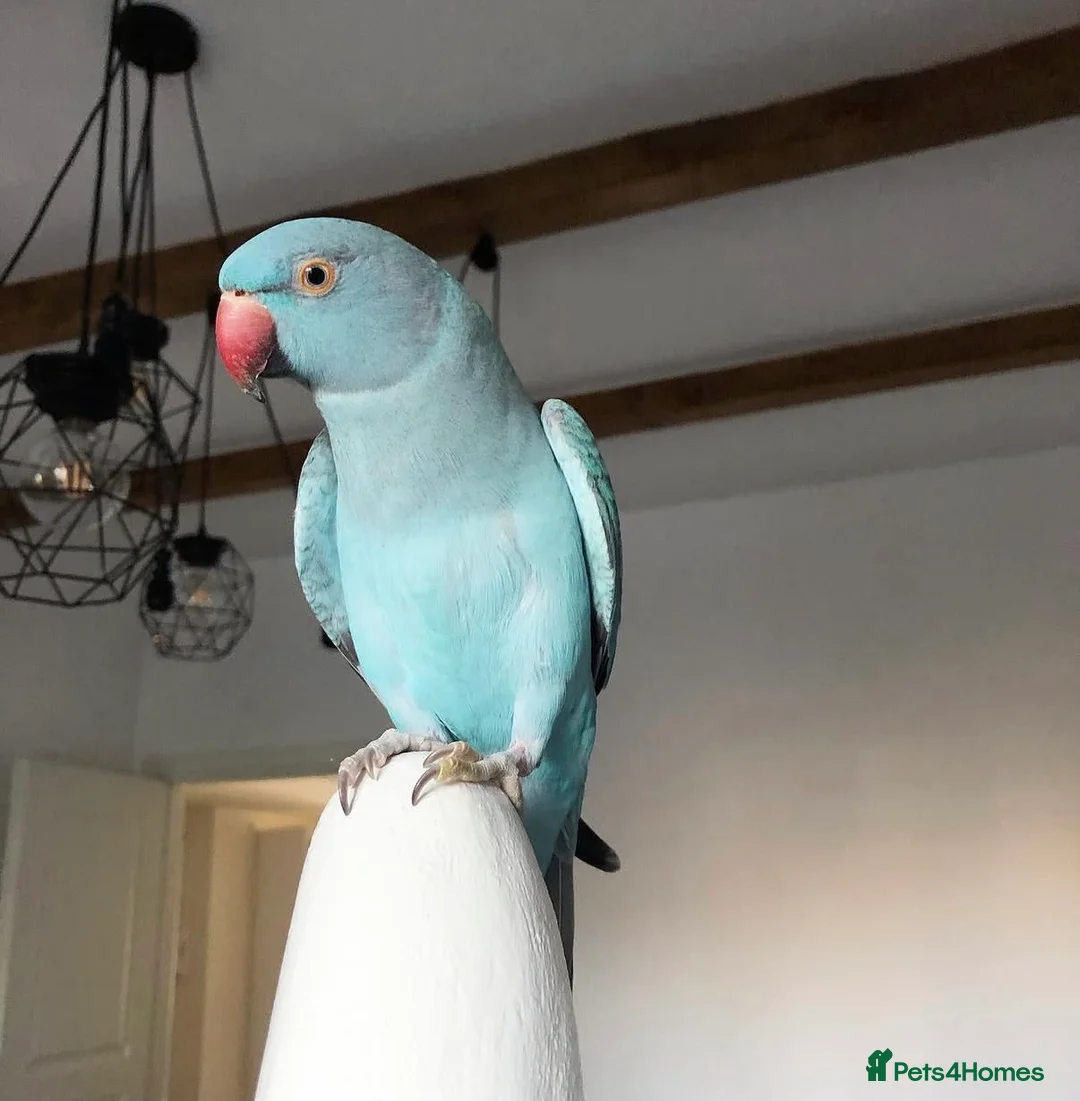 Parrots birds for sale: Baby blue ring neck tamed talking parrot  in Redditch - Advert 1