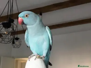 Parrots birds Baby blue ring neck tamed talking parrot - Advert 2