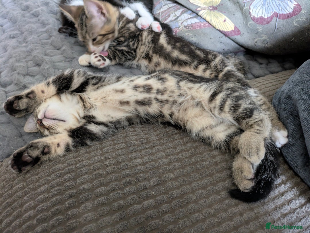 Domestic Shorthair cats for sale: Beautiful domestic short hair kittens for sale  - Image 10