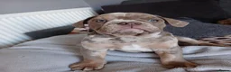 Old Tyme Bulldog dogs for sale: 2 LOVELY BOYS LEFT NEBBR REGISTERED - Advert 2