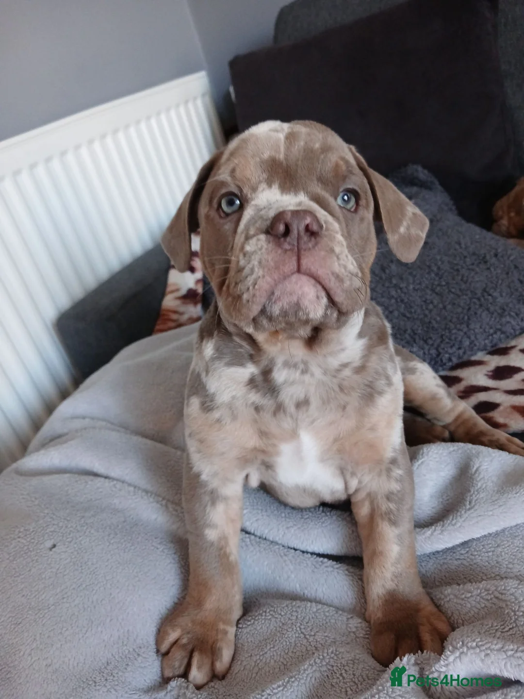 Old Tyme Bulldog dogs for sale: 2 LOVELY BOYS LEFT NEBBR REGISTERED - Advert 2