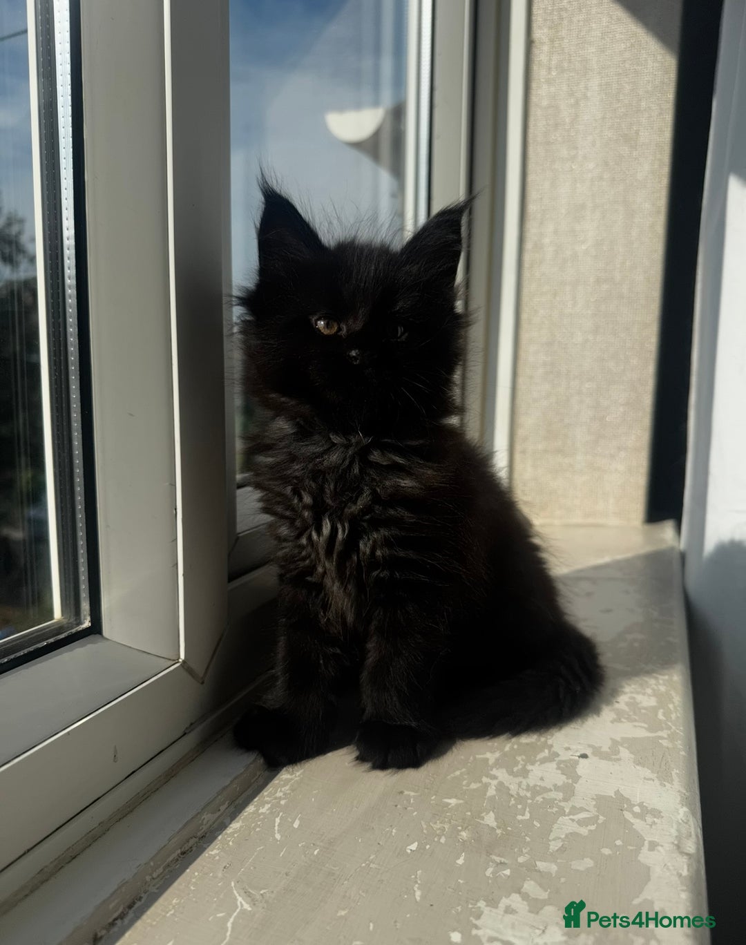 Maine Coon cats for sale: 1 BLACK SMOKE BOY 1 TORTIE GIRL MAINE COON KITTENS - Image 18