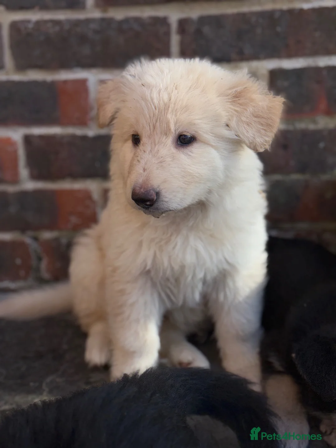 German Shepherd dogs for sale: German Shepard puppies  - Advert 5