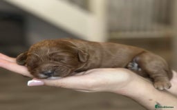 Cavapoo dogs for sale: Red Toy cavapoo puppies - Image 1