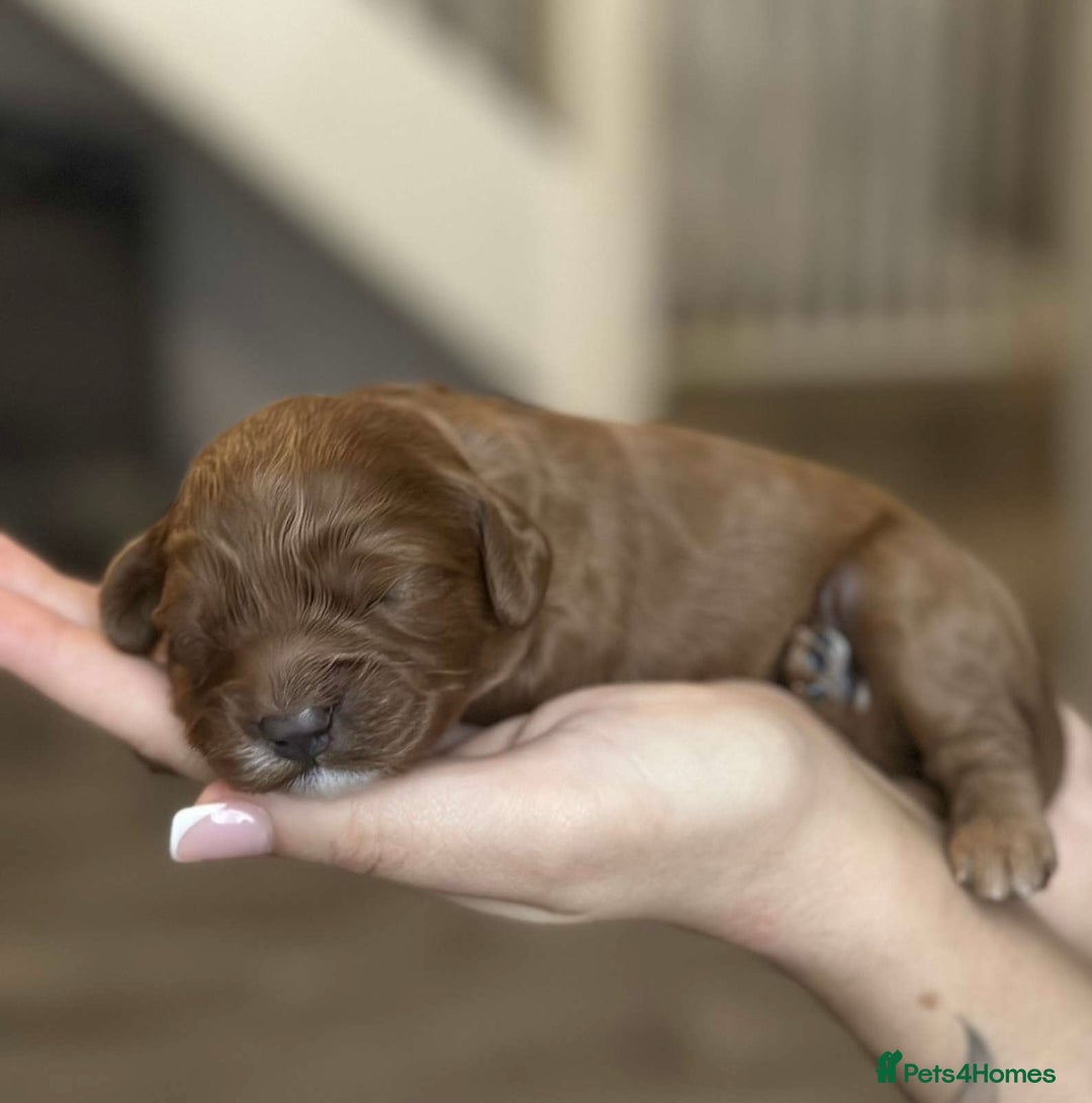 Cavapoo dogs for sale: Red Toy cavapoo puppies - Image 1