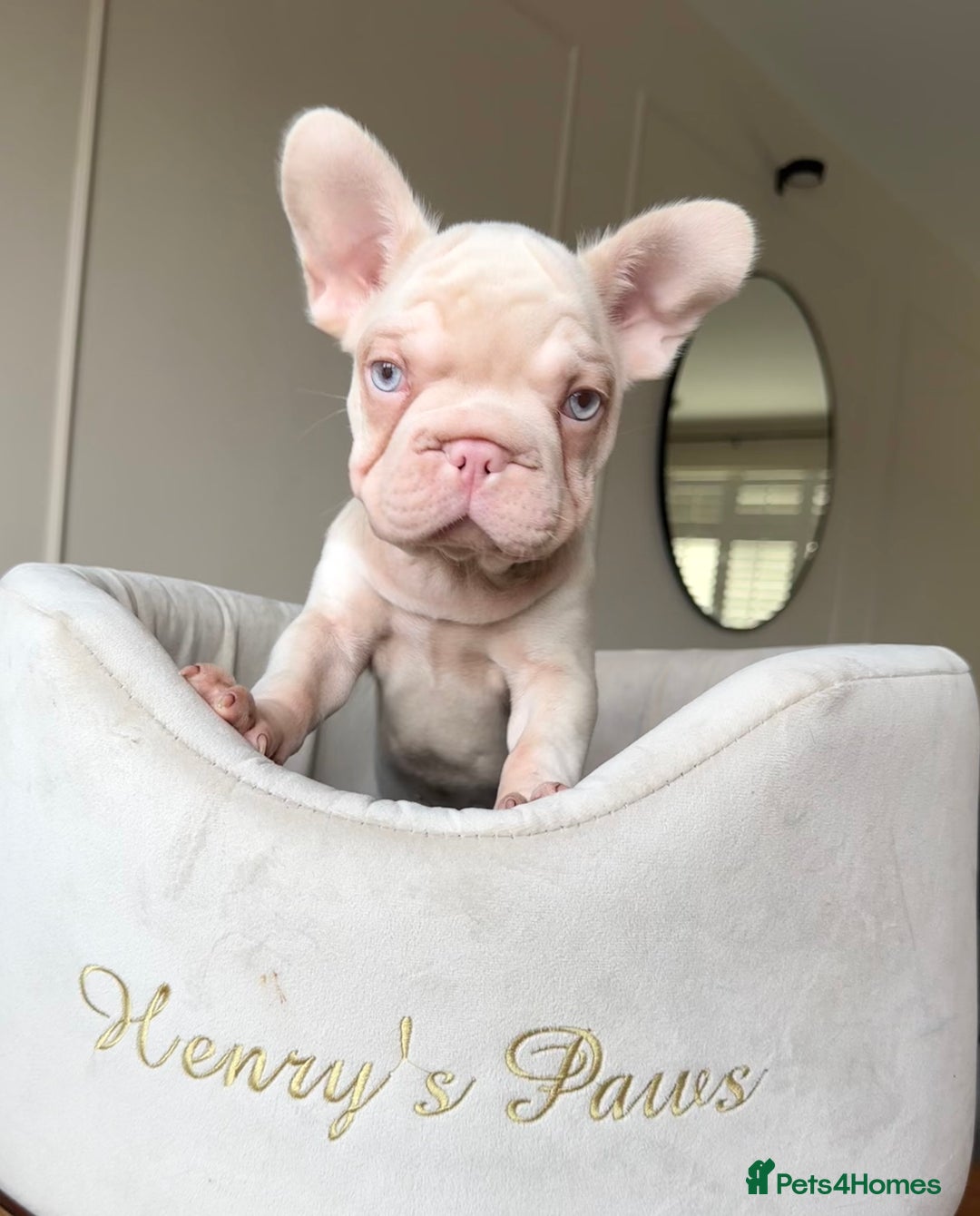 French Bulldog dogs for sale: 🌸 pink French bulldogs🌸  - Advert 4