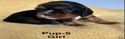 Cavalier King Charles Spaniel dogs for sale: Choc & Tan carriers - CKC Spaniel Puppies - Advert 16