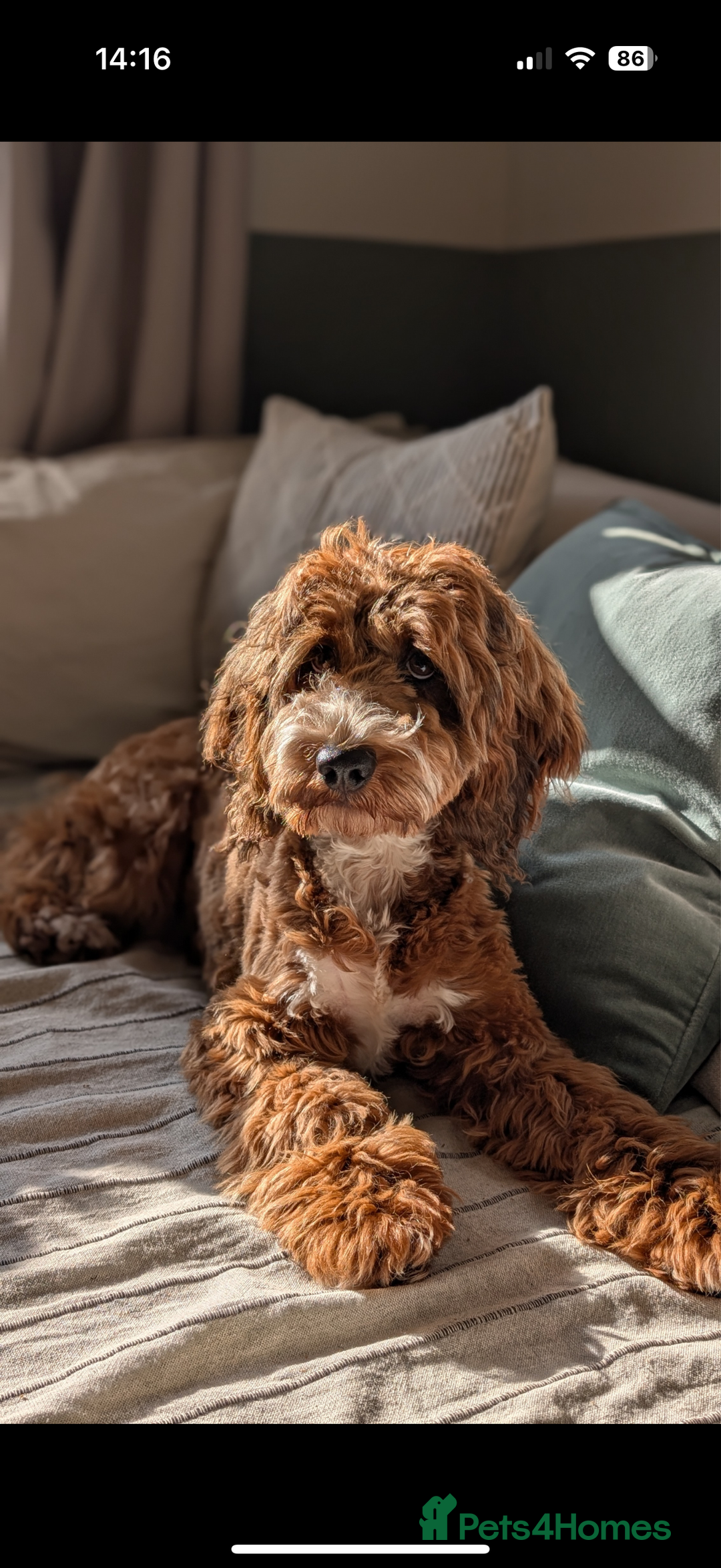 Cockapoo dogs for sale: Beautiful Health Tested F1 Show Cockapoos - Image 7