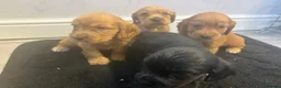Cocker Spaniel dogs for sale:  SHOW TYPE cocker spaniels puppies  - Advert 3