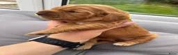 Cocker Spaniel dogs for sale: Beautiful Cocker spaniels puppies in Bristol in Bristol - Advert 3