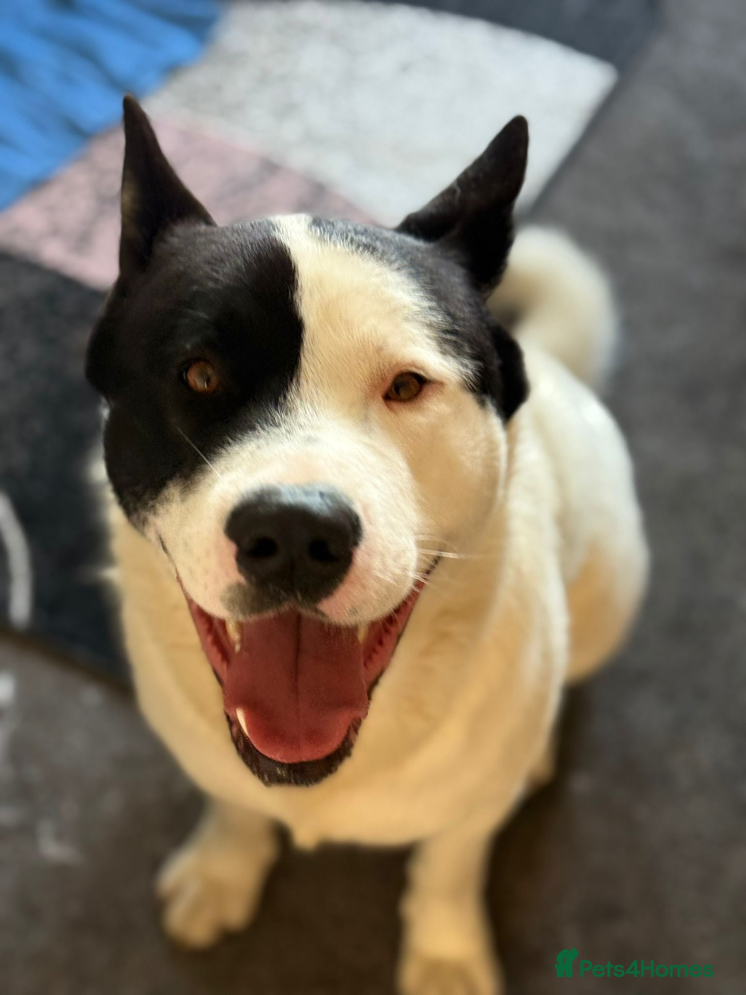 Akita dogs for sale: Kizzer in Penmaenmawr - Advert 1