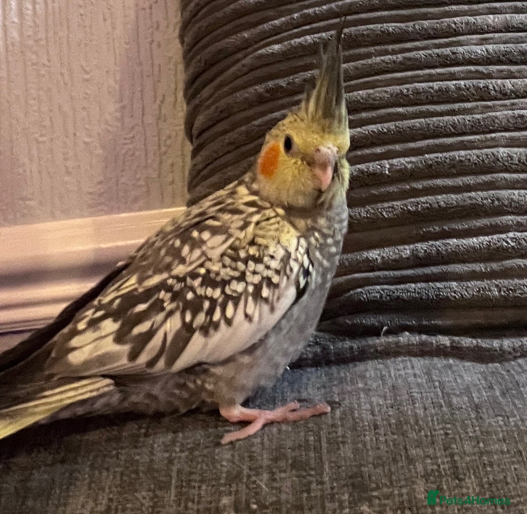 Cockatiels birds for sale: Baby hand reared cockatiels  - Advert 16