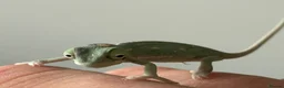 Chameleon reptiles for sale: Yemen Chameleon Babies ✅ 🦎 in Dunmow - Advert 5