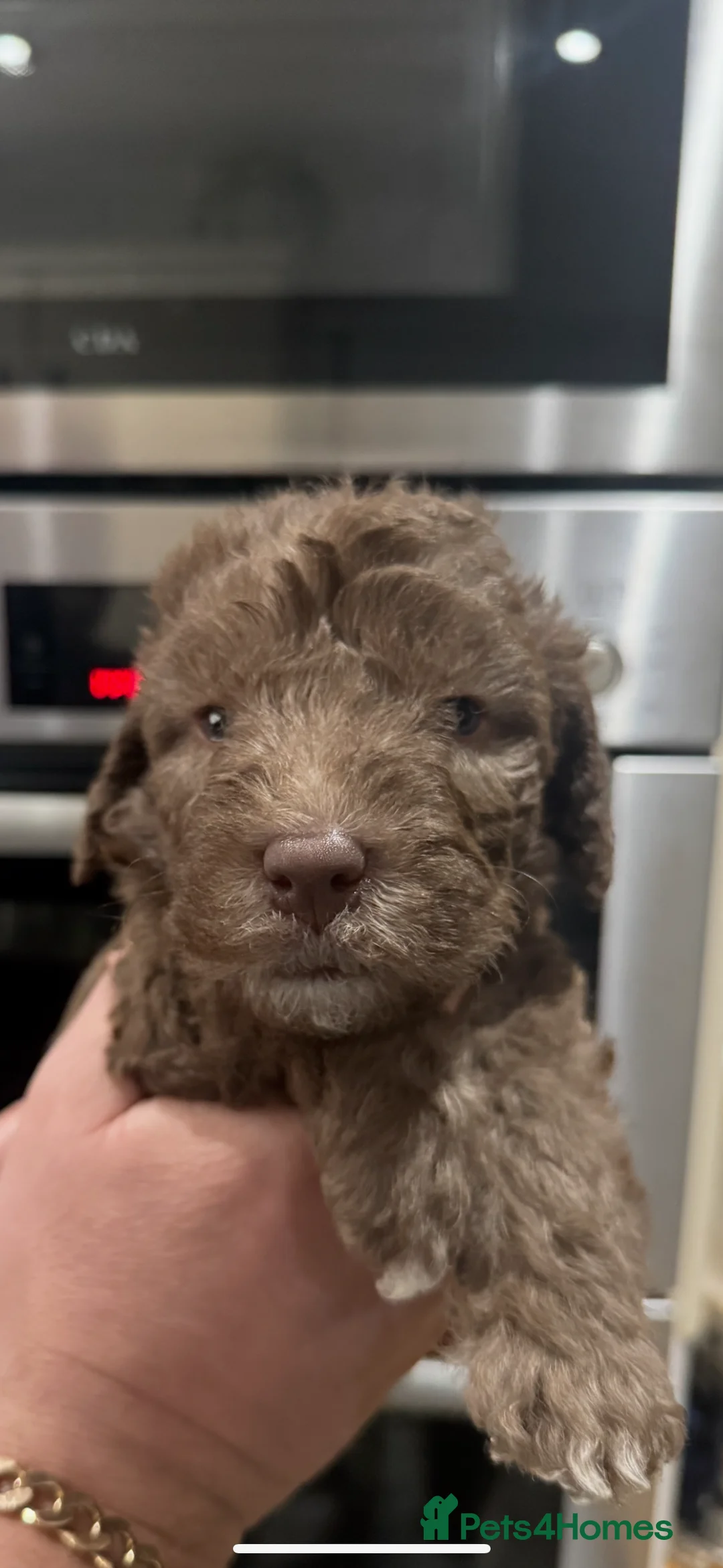 Bedlington Terrier dogs for sale: KC Registered Bedlington Terrier Pups  - Advert 14