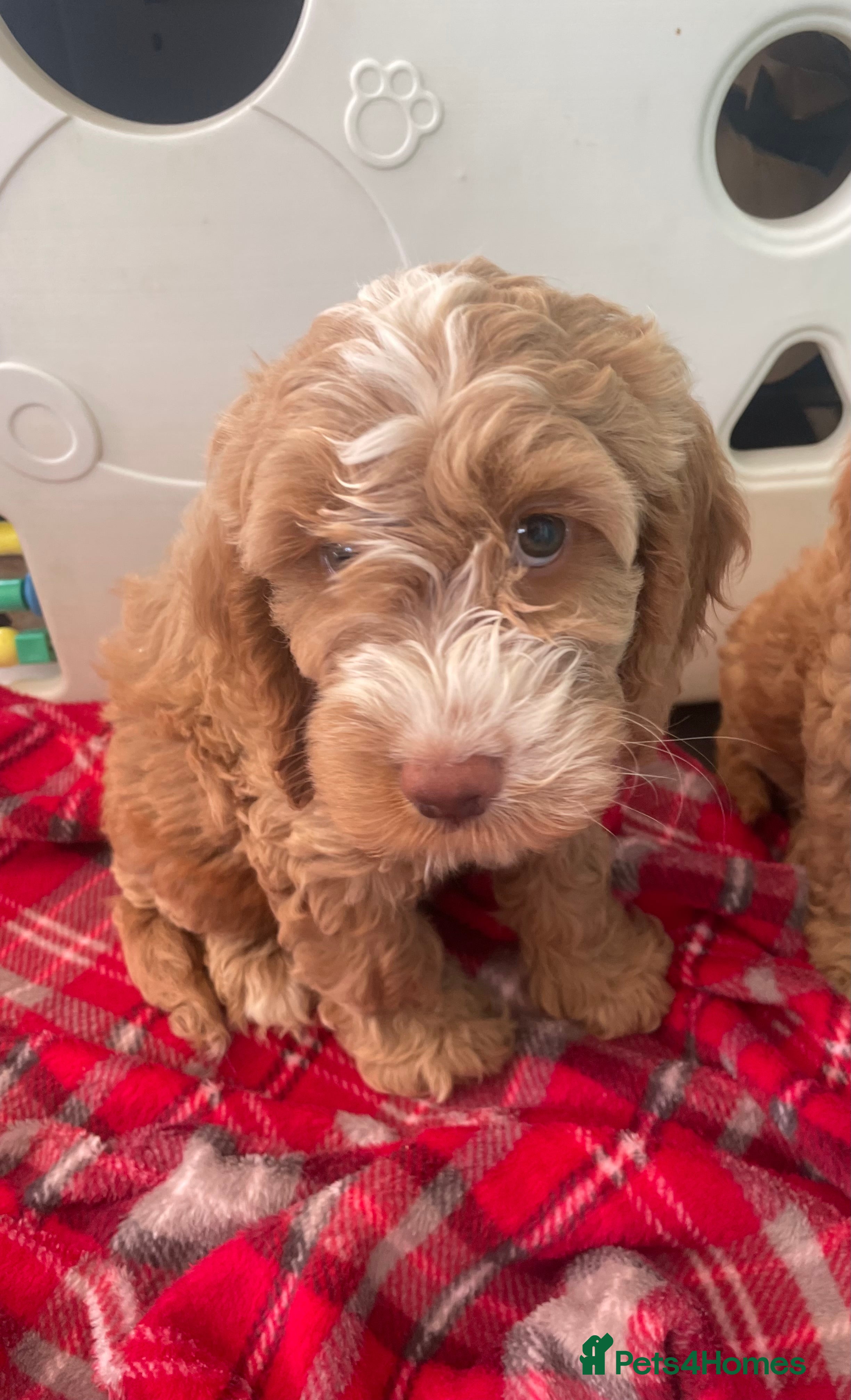 Cockapoo dogs SHOW TYPE MINIATURE F1 COCKAPOO PUPPIES - Advert 2