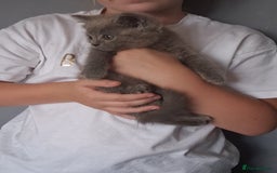 British Shorthair cats for sale: Adorable British short hair Kittens  - Image 21