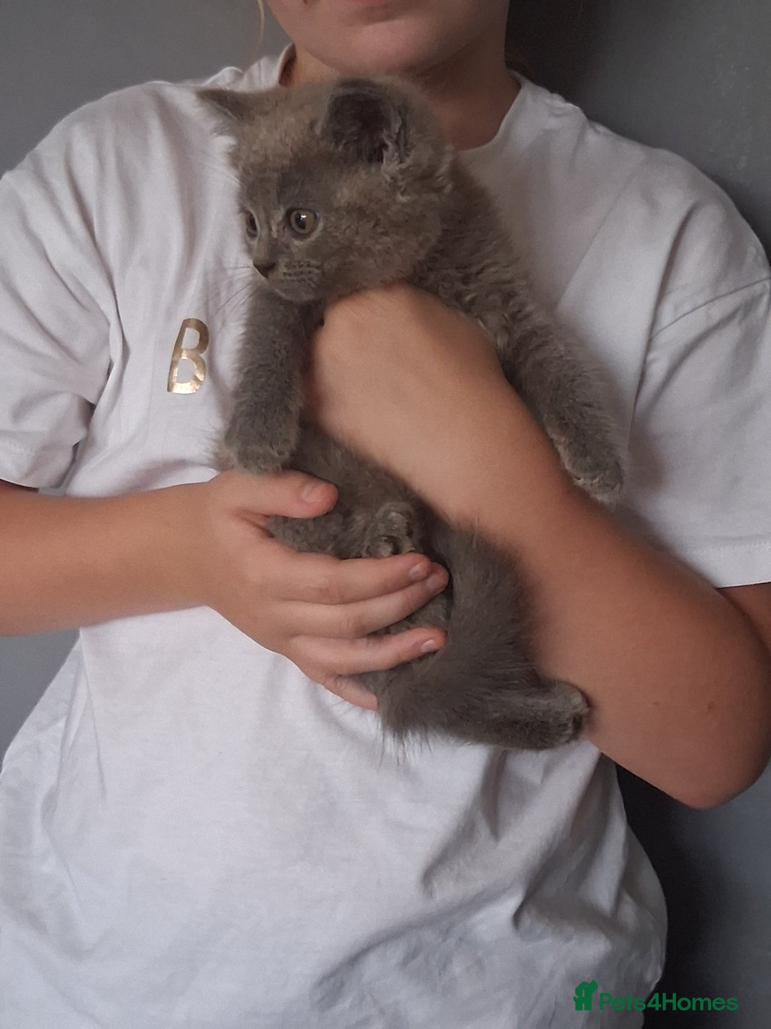 British Shorthair cats for sale: Adorable British short hair Kittens  - Image 21