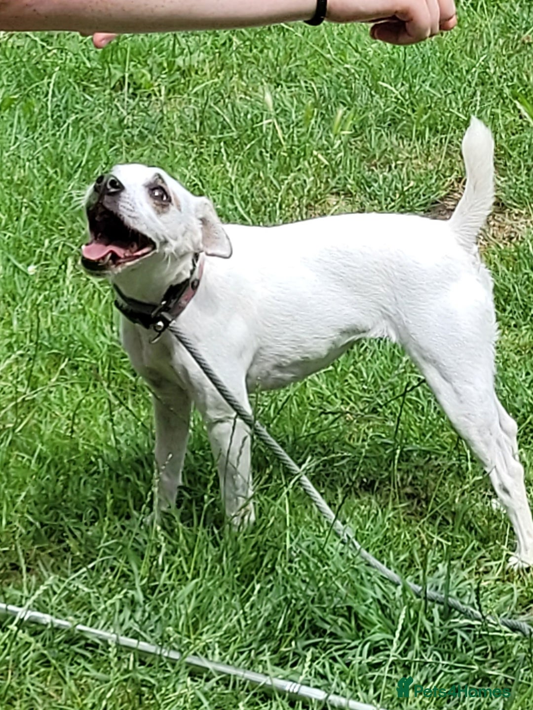 Mixed Breed dogs for sale: Patterjack - Advert 3